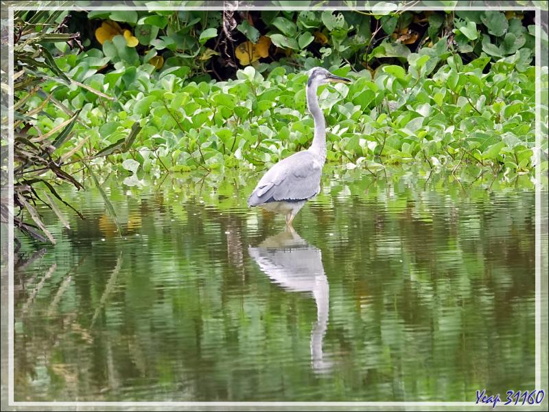 Retour vers l'hôtel avec rencontre, dans la forêt, d'un bizarre amphibien apode : un Gymnophiona, appelé Cécilie (Hypogeophis rostratus) - Ile Silhouette - Seychelles