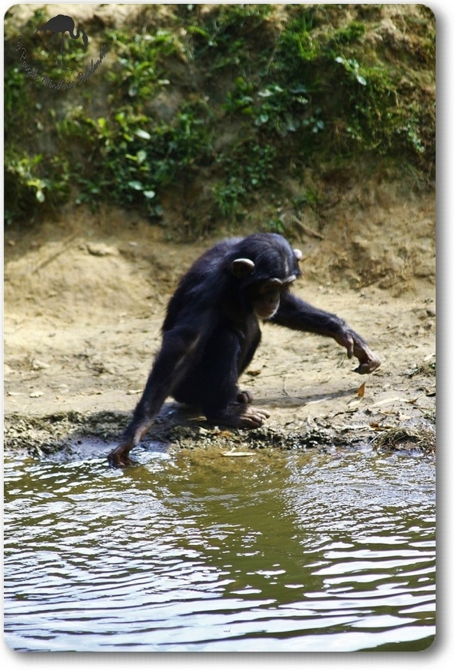 Jeu d'eau d'un jeune Chimpanzé...