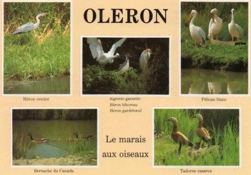 ╰⊱♥⊱╮ღ꧁   17 Charente Maritime  ꧂ღ╭⊱♥≺