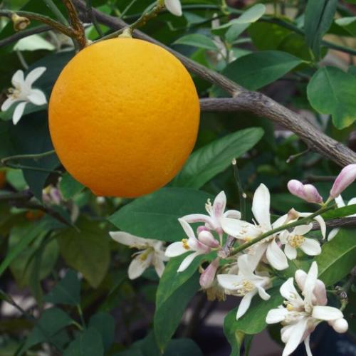 Arbre fruitier  ; Citronnier
