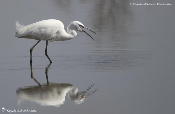 Aigrette garzette