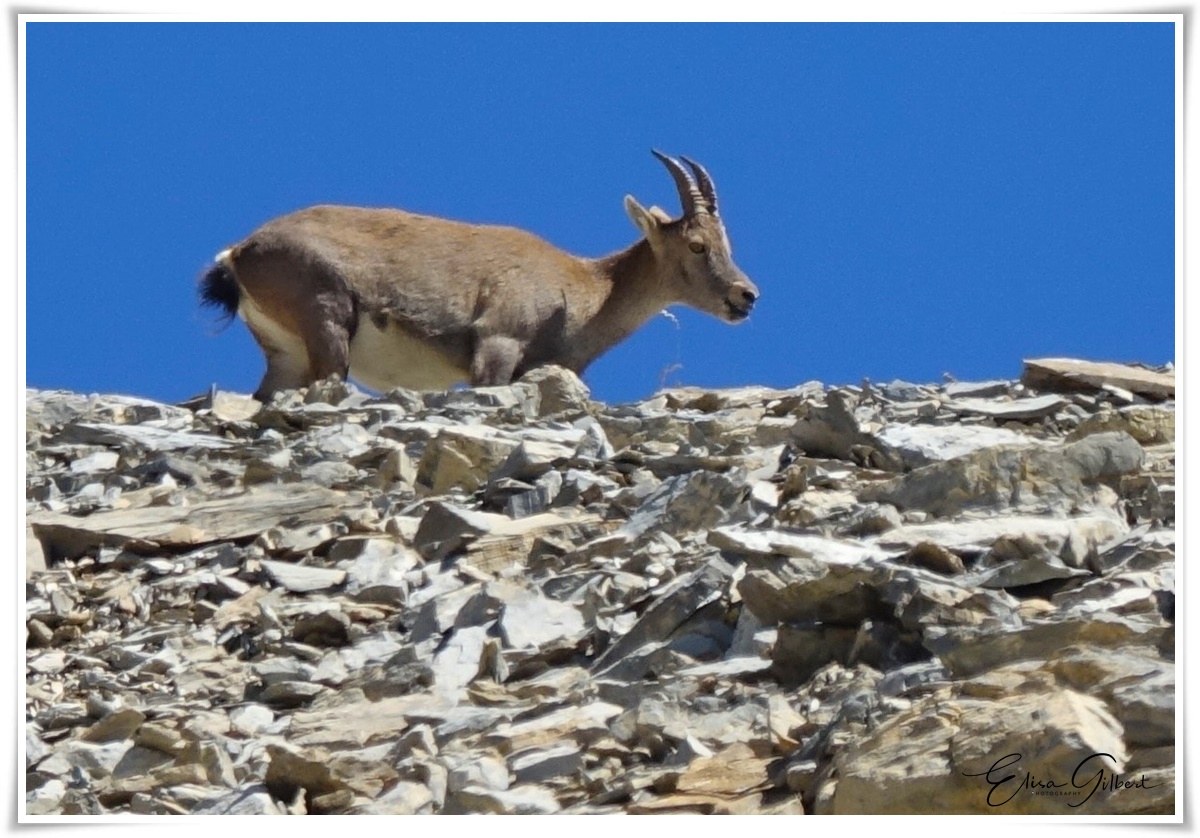 Arrivée au Mont Pelat