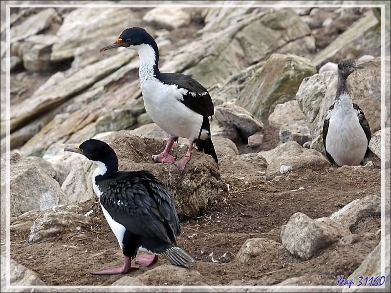 Cormoran impérial, Imperial Shag (Leucocarbo atriceps) - Coffin's Harbour - New Island - Falkland (Malouines, Malvinas) - Grande-Bretagne