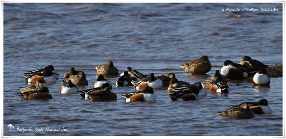 Canards souchet et Sarcelles d'hiver