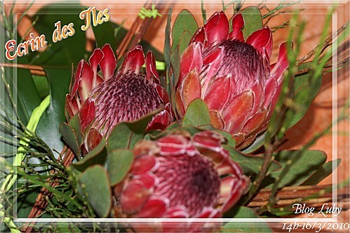 03 16 03 2010 ecrin des iles (2)