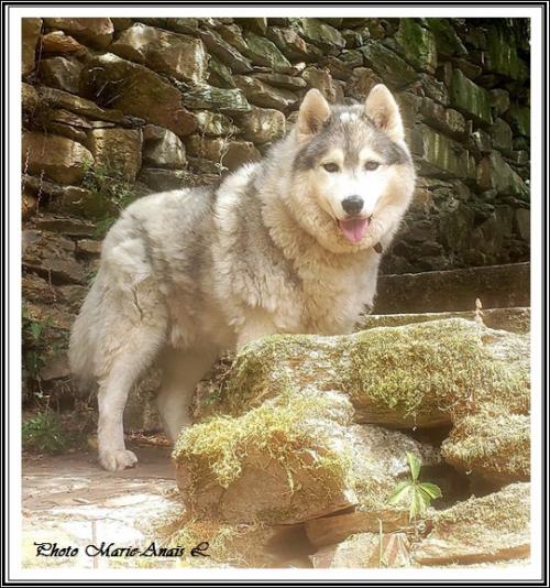 Lucky (8 ans)