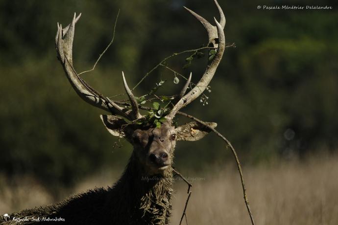 Cerf élaphe