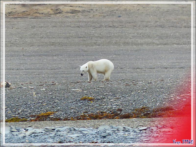 A 14 h 45, je repars en Zodiac vers l'ours, qui, fidèle à sa charogne, ripaille toujours (Polar bear) - Creswell Bay - Somerset Island - Nunavut - Canada