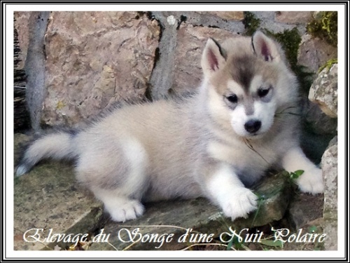 Chiot Husky Femelle 2 (42j)