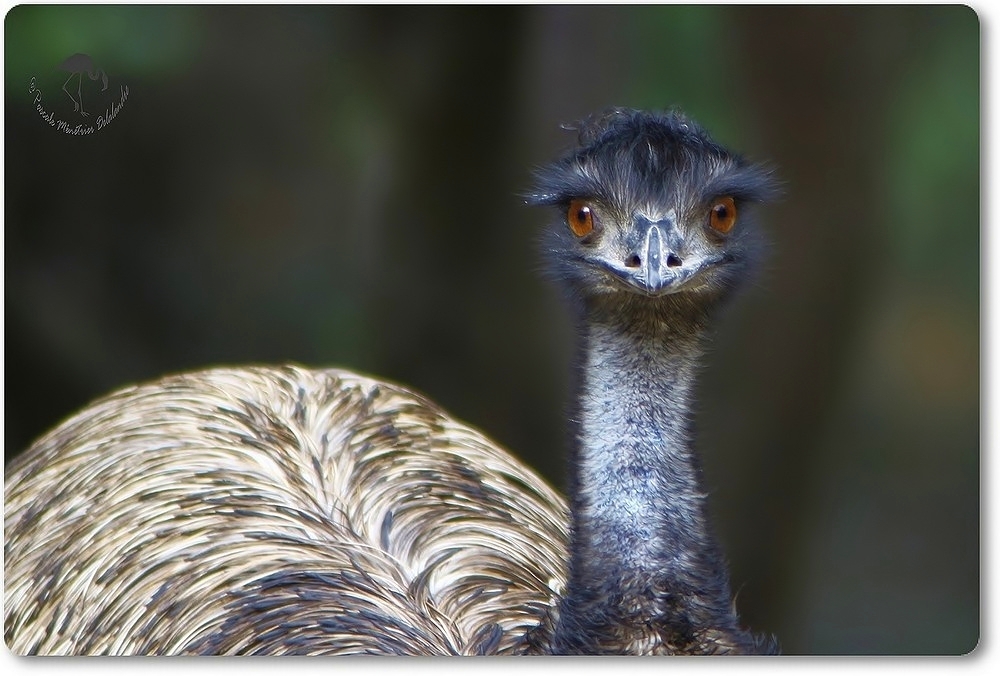 Portrait d'Emeu (Parc Darwin de Montpellier)