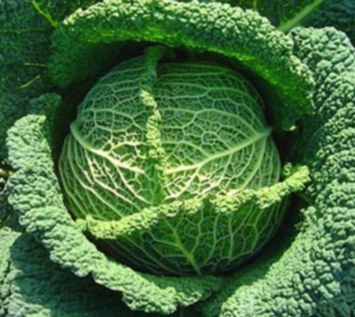 Légumes et fruits du mois de Janvier