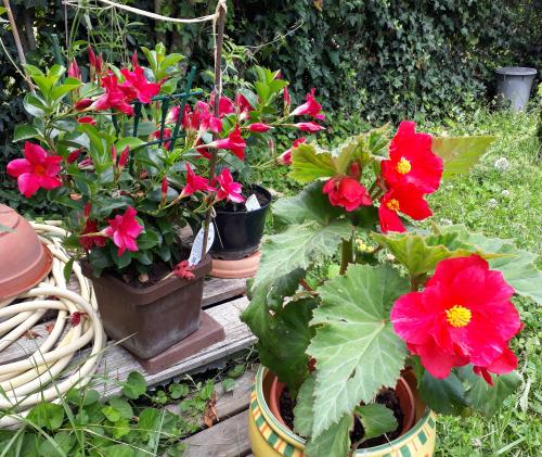 Mes Rosiers, mes Fleurs