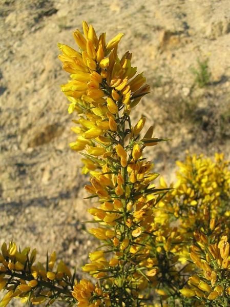 ajoncs-449px-Ulex_parviflorus_1.jpg