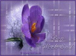 Mon beau jardin et ses fleurs...