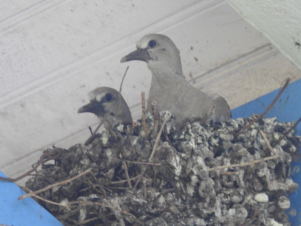 Les oiseaux de mon jardin : les tourterelles...
