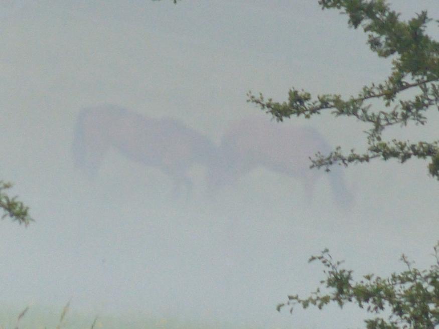 Entre le soleil et la lune mon coeur balance...