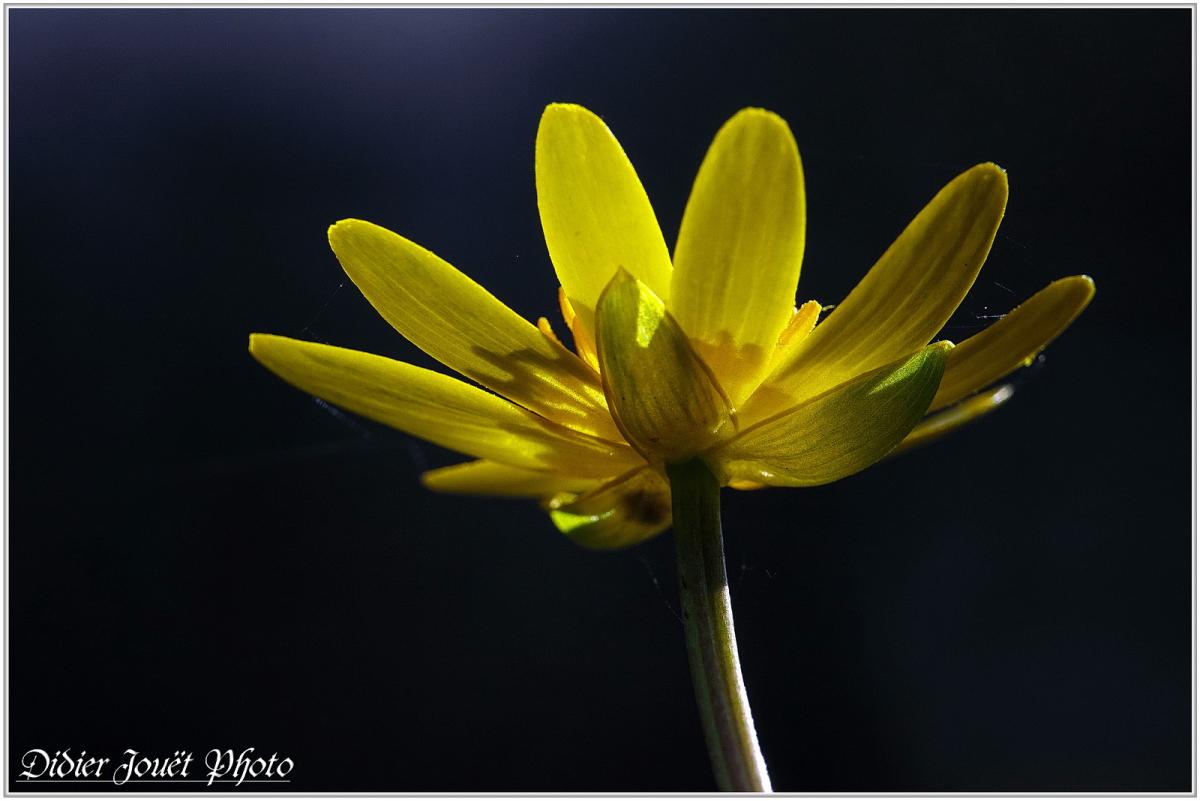 Renoncule Ficaire (4) - Ranunculus ficaria