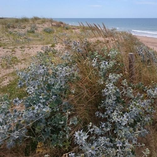 Fleurs cultivées : Panicaut