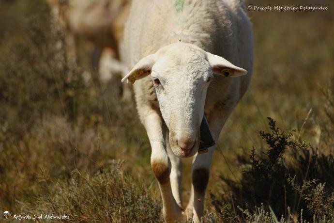 Caussenardes des Garrigues
