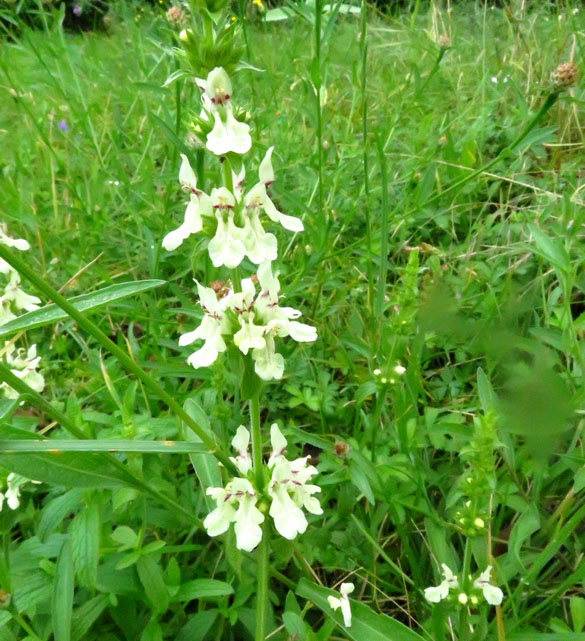 Les fleurs sauvages  résistent au réchauffement climatique et c'est tant mieux !