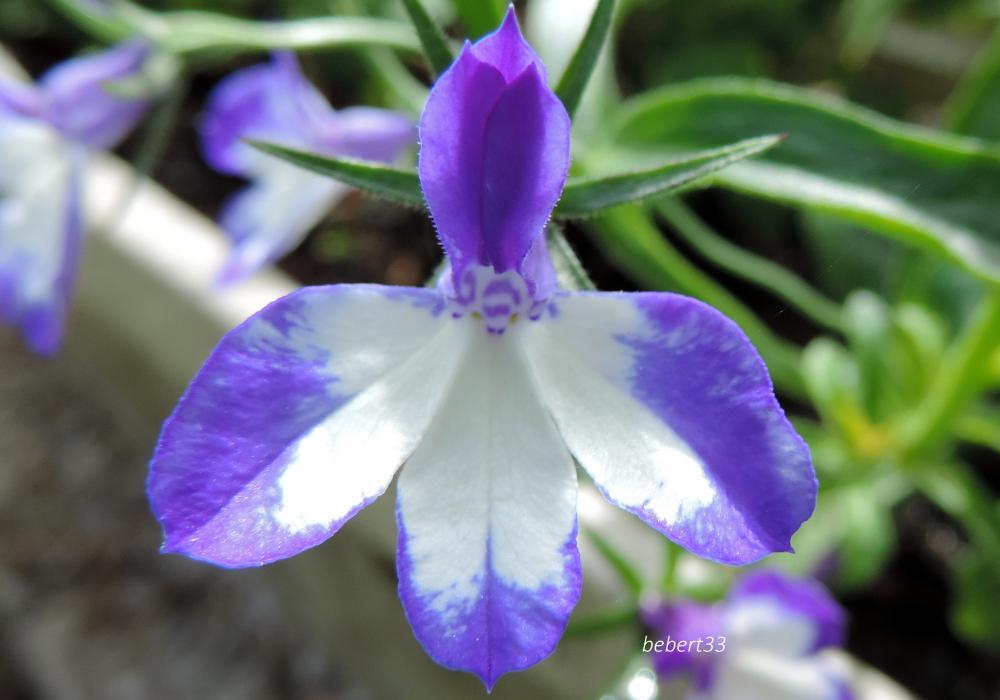 quelques fleurs en macros