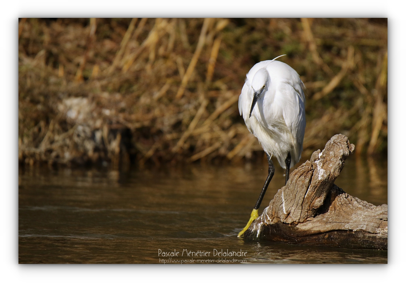 Le "Tamonster" - Tamron Objectif SP 150-600 mm F/5-6,3 Di VC USD (et G2)