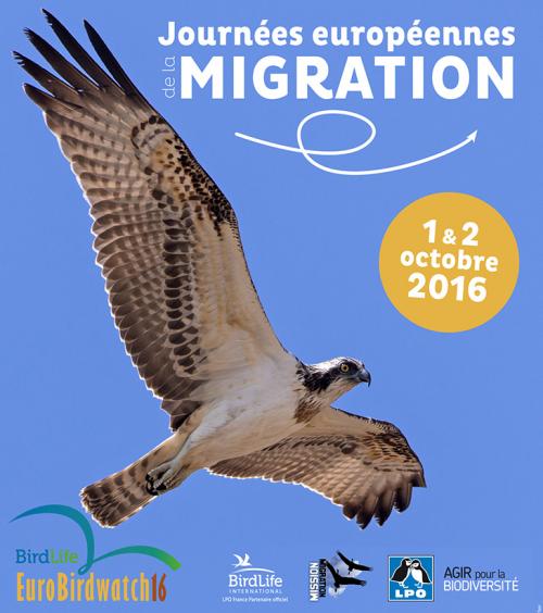 Suivi des oiseaux migrateurs, à Raismes
