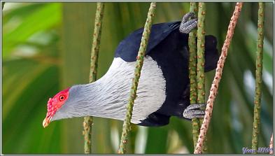 11/12/2021 : une belle journée commence avec le soleil. Départ en balade en passant par la route qui traverse la Vallée de Mai - Praslin - Seychelles 