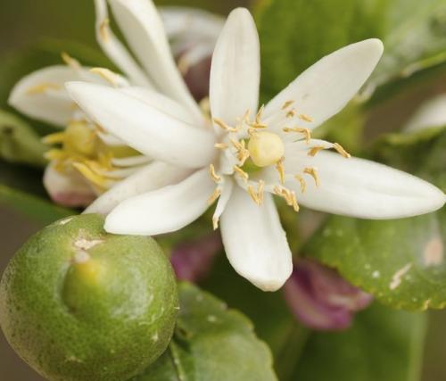 Arbre fruitier  ; Citronnier