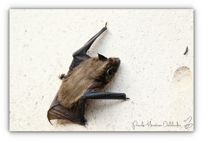 Pipistrelle commune