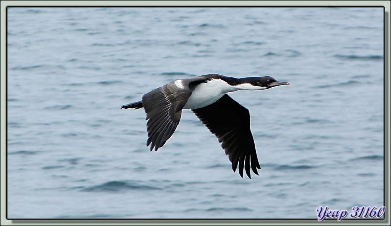 Le vol des Cormorans impériaux pris du balcon de notre cabine de l'Austral - Entre Saunders Island et Wooly Gut - Falkland Islands, Iles Malouines, Islas Malvinas