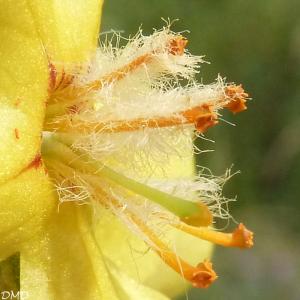 Verbascum pulverulentum  -  molène pulvérulente