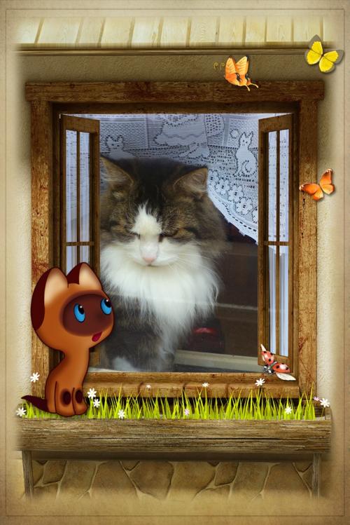 Des chats aux fenêtres