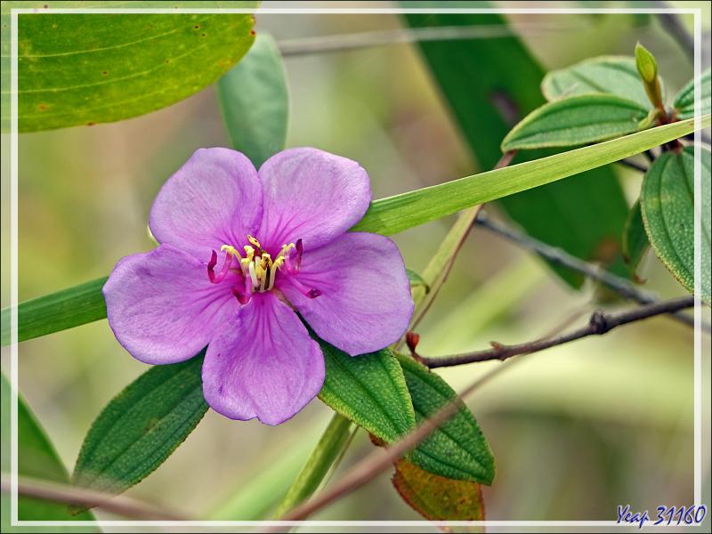 Débarquement à l'île Fergusson, puis, accompagnés par des guides locaux, direction de la source d'eau chaude de Deidei, avec ses fumées et ses geysers - Papouasie Nouvelle-Guinée