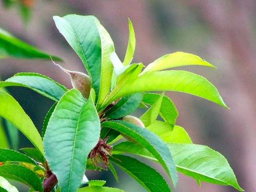 Arbre fruitier : Amandier