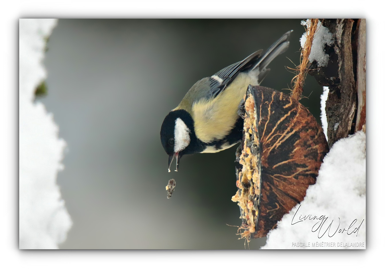 Quelques oiseaux un jour de neige...