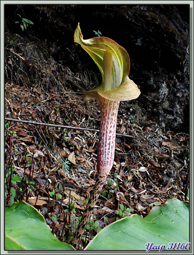 Blog de images-du-pays-des-ours : Images du Pays des Ours (et d'ailleurs ...), Lis Cobra, Cobra Lily (Arisaema nepenthoides) - Col de Péléla (Pelela Pass) - Bhoutan