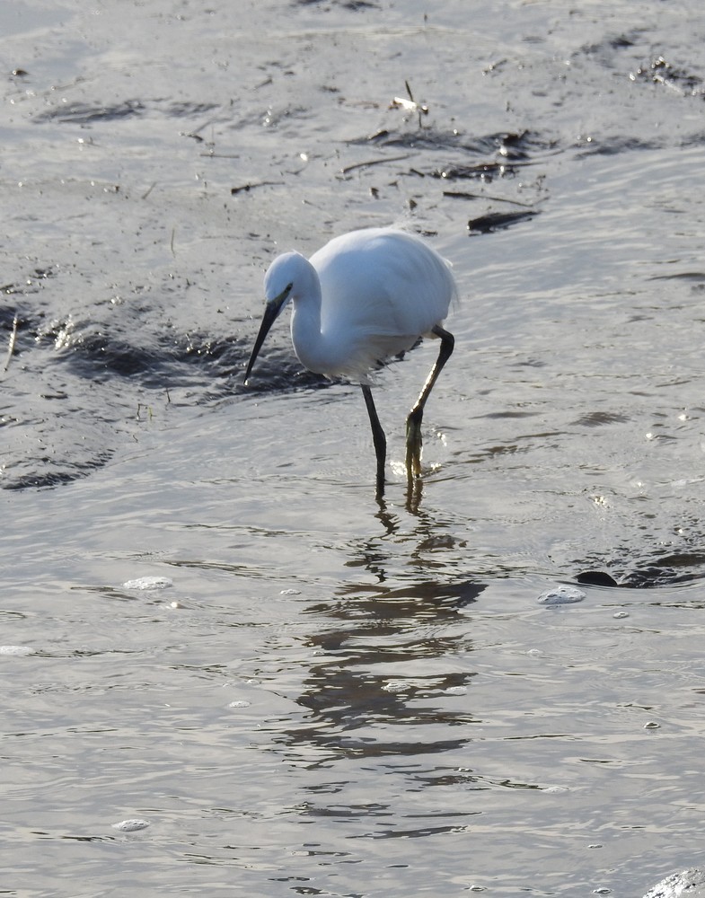 L'aigrette garzette - octobre 2019...