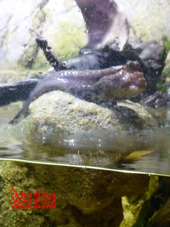 amphibie
