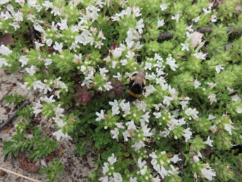 Rando en forêt de Fontainebleau