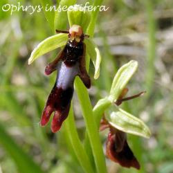 Ophrys aymoninii  -  ophrys d'Aymonin*