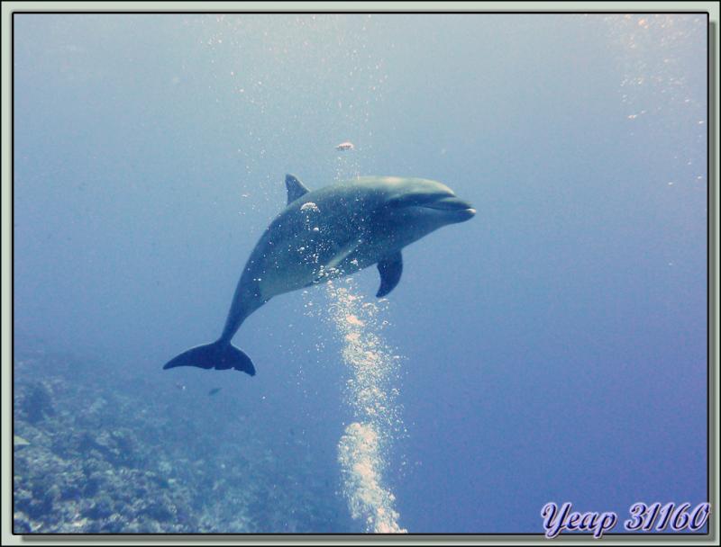 Dauphin tursiops - Récif de Tiputa - Atoll de Rangiroa - Tuamotu - Polynésie française