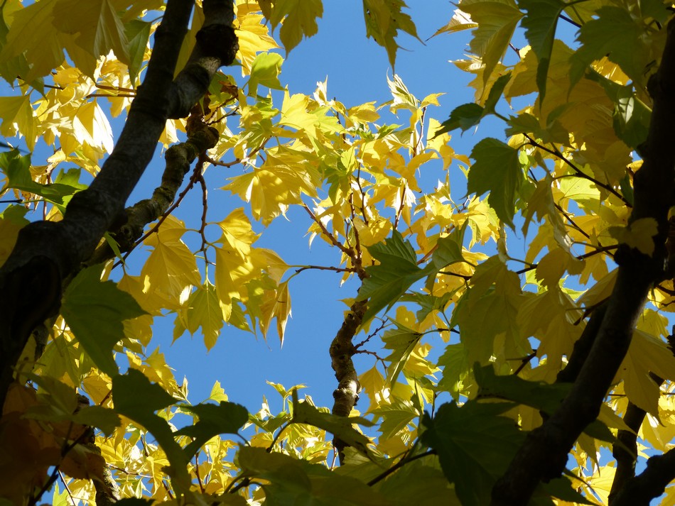 Promenade au Quartier Saint-Leu