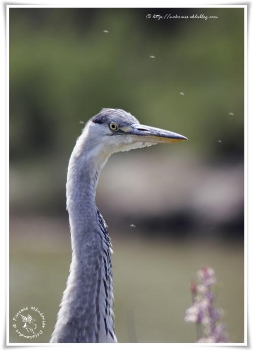 Héron cendré - Ardea cinerea (Pélécaniformes)