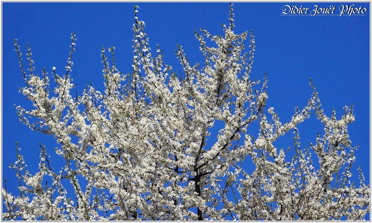 Aubépine (1) - Crataegus