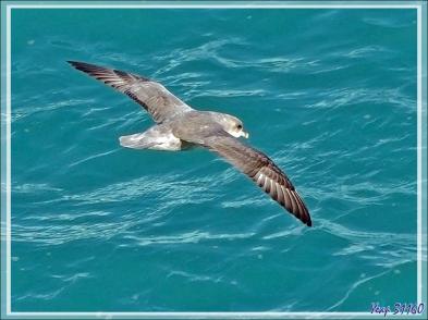 Un peu de "birdwatching" (observation d'oiseaux) le long du Glacier Bråsvell (Bråsvellbreen) - Calotte glacière Austfonna - Nordaustlandet Island - Svalbard - Norvège