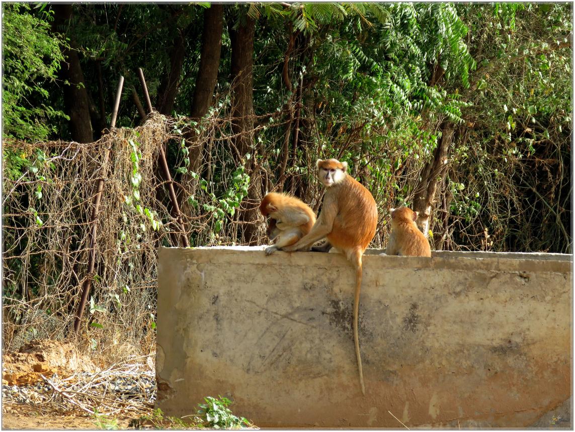 BOUJOUR  LES  SINGES  nov2023