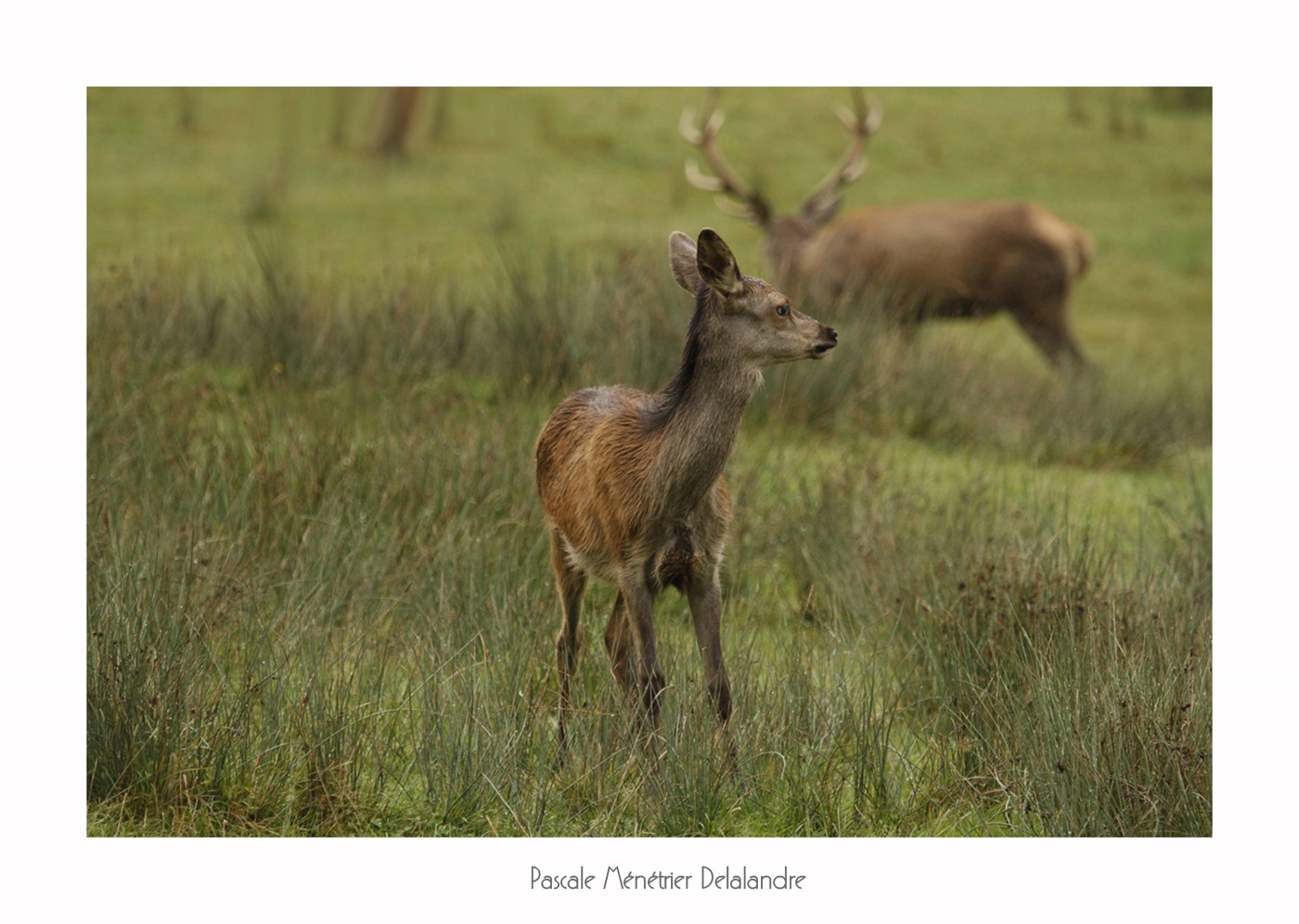 Dans la clairière, ils sont là les Cerfs et biches élaphe