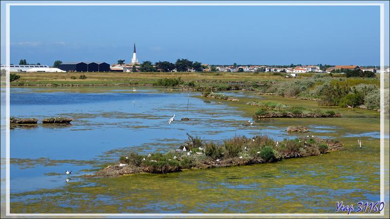 Ars-en-Ré : son clocher, ses marais, ses cormorans, ses nidifications de sternes pierregarins - Ile de Ré - 17