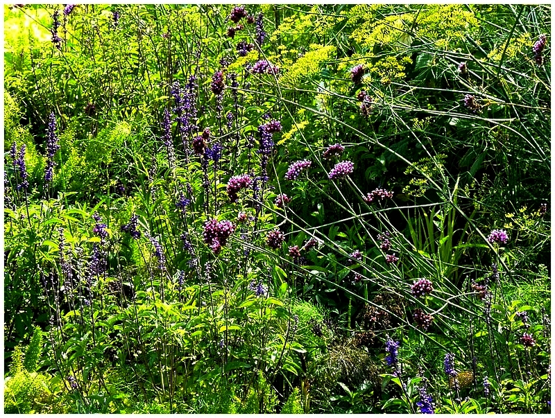 Metz / Loin de janvier le temps des fleurs...